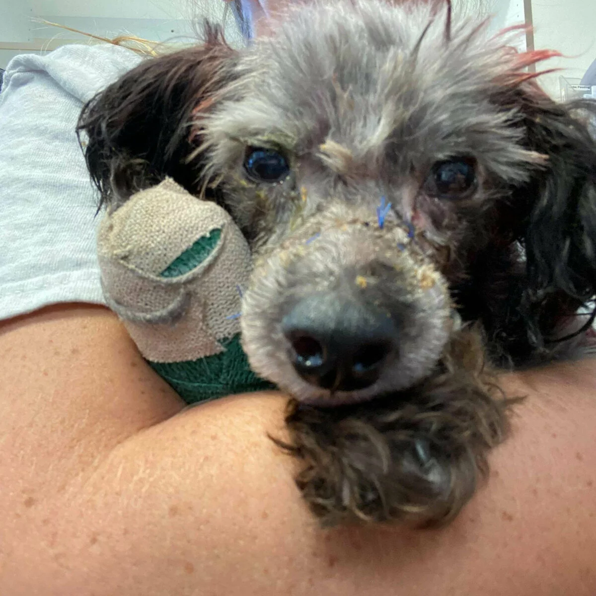 A small dog with a bandaged front leg is being held gently in someones arms. The dog looks directly at the camera, appearing tired but calm. Its fur is patchy, and its face shows signs of healing.