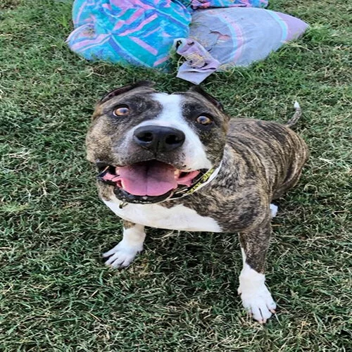 A happy brindle and white dog with its mouth open and tongue out sits on green grass, looking up at the camera. Colorful fabric is visible on the ground behind it.