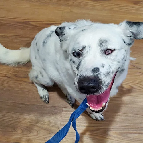 A white dog with black spots, one blue eye and one brown eye, sits on a wooden floor and looks up with its mouth open, holding a blue leash in its mouth.