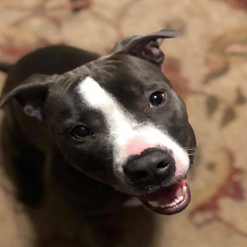 A happy black and white dog with a white stripe on its face looks up at the camera with its mouth slightly open, showing its teeth. The background is a beige patterned carpet.
