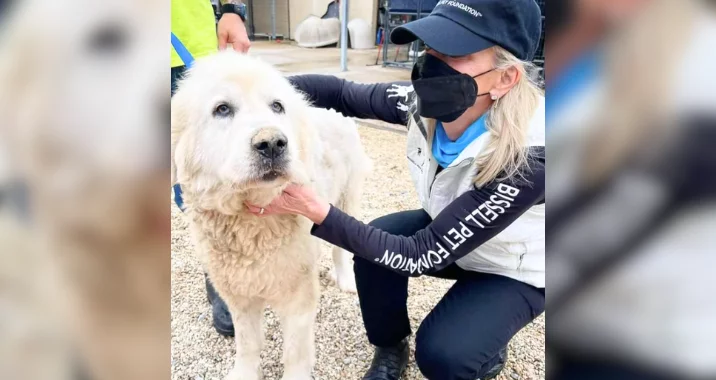 A woman wearing a cap, face mask, and ANIMAL PET EVACUATION jacket kneels and gently holds a large, fluffy white dog by the collar outdoors on a gravel surface.