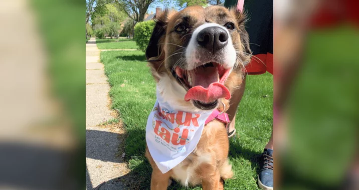 A happy brown and white dog wearing a walk tail bandana stands on a sunny sidewalk, tongue out and mouth open, with green grass and trees in the background.