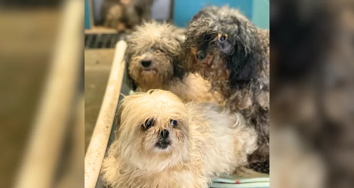 Three small, scruffy dogs with matted fur sit closely together indoors, looking alert and somewhat anxious. The background is blurred, showing another similar dog behind them.
