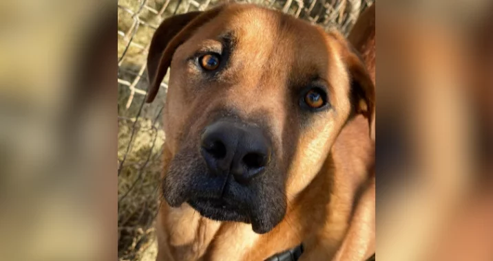 A brown dog with expressive amber eyes looks up at the camera, standing next to a wire fence on a sunny day.