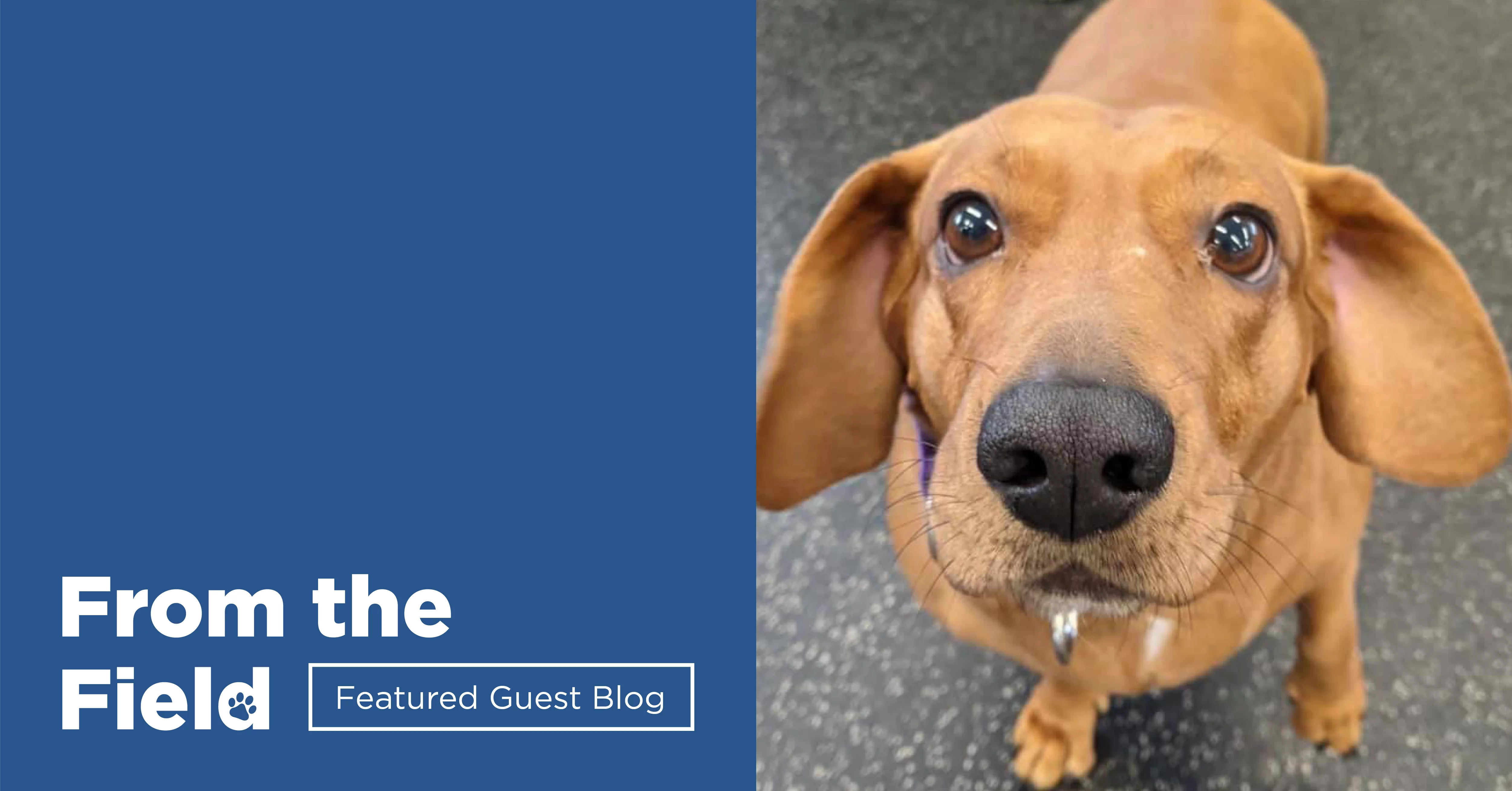 A close-up of a brown dachshund with drool on its chin, looking up with wide eyes. Next to the dog is a blue background with the text “From the Field Featured Guest Blog.”.