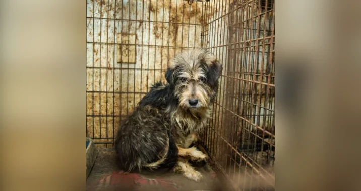 A scruffy, frightened dog with shaggy fur sits curled up in the corner of a dirty, rusty cage, looking directly at the camera with a sad expression.