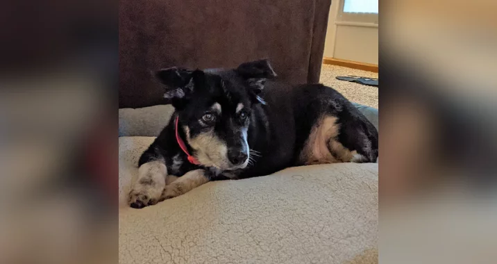 A black and white dog with a red collar is lying on a soft beige bed indoors, looking to the side. The background shows part of a brown couch and a carpeted floor.