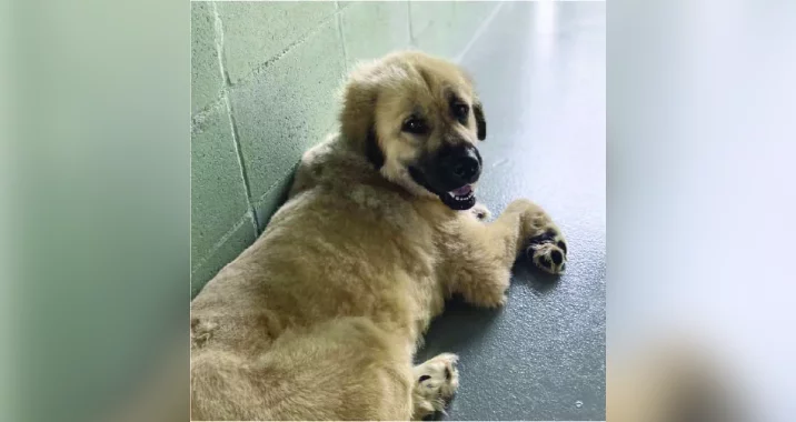 A large, fluffy dog with light brown fur lies sheltering on a smooth gray floor near a pale green cinder block wall, looking back at the camera with its mouth slightly open.