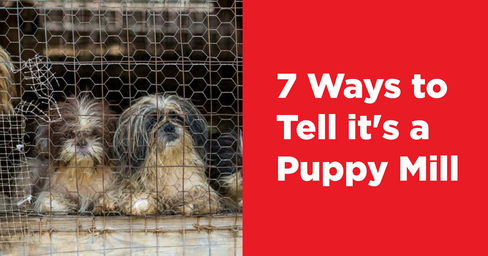 Two small, scruffy dogs sit behind a wire fence in a crowded enclosure. Beside them is a red background with the text: 7 Ways to Tell its a Puppy Mill.