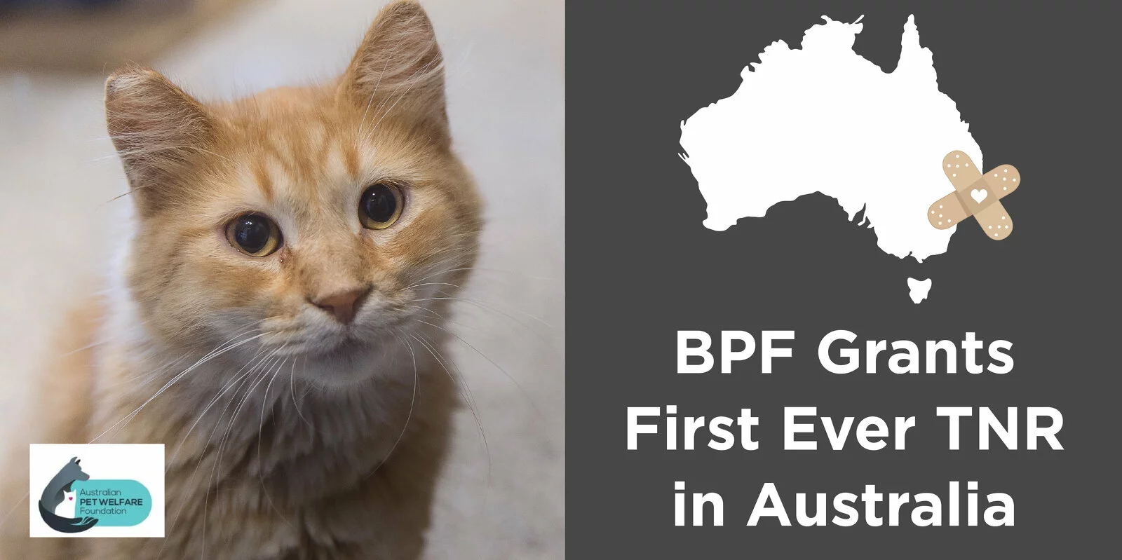 A ginger cat looks at the camera. Next to it, a map of Australia with a bandage icon and text reads, BPF Grants First Ever TNR in Australia. The Australian Pet Welfare Foundation logo is at the bottom left.