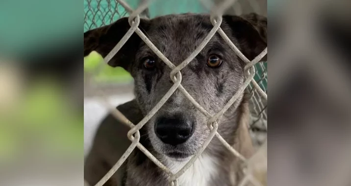 A brown and gray dog with soulful eyes looks through a metal chain-link fence at a shelter, its face close to the wire, conveying a sense of longing or hope.