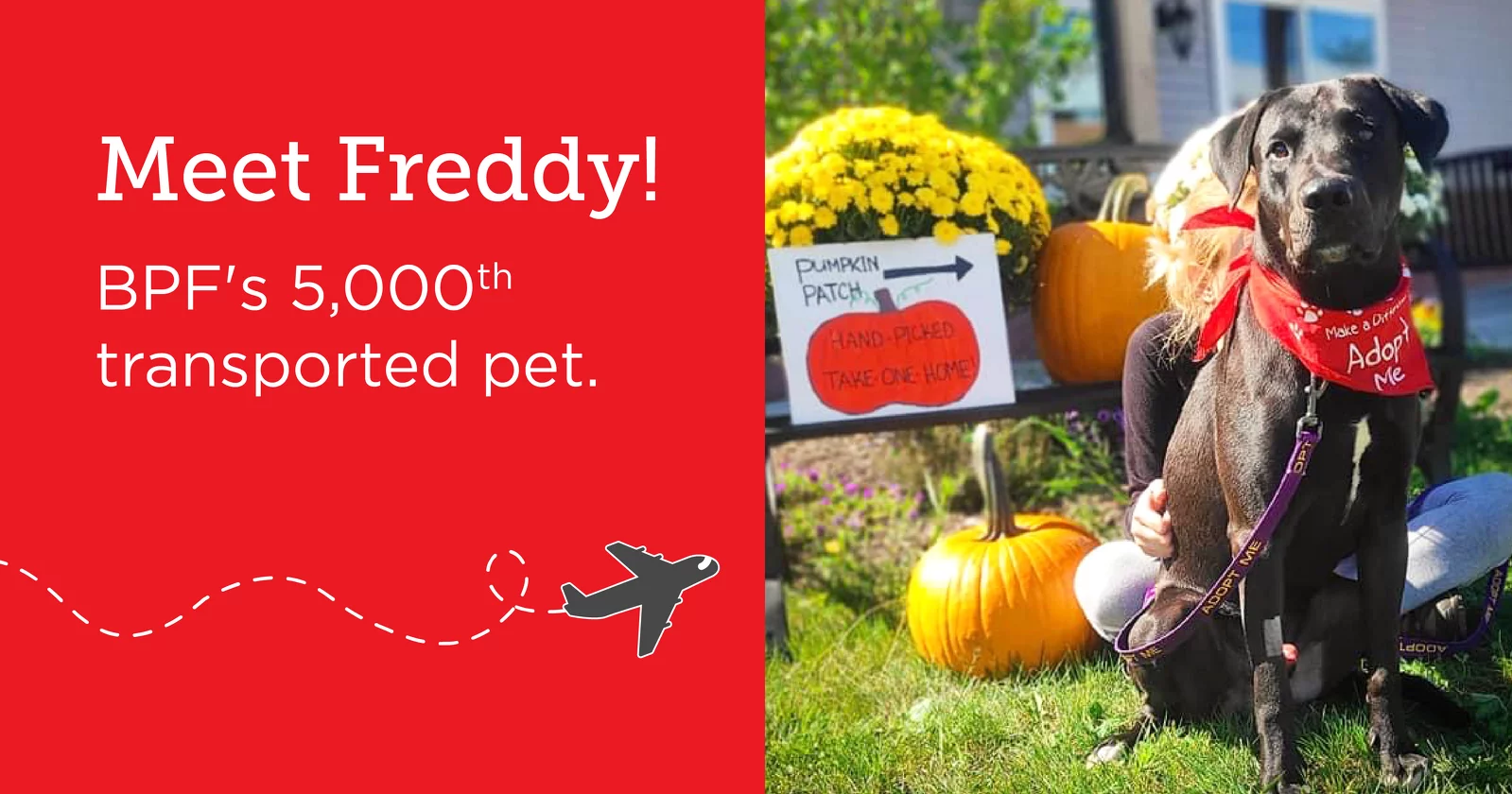 A large black pet dog wearing a red Adopt Me bandana sits on grass next to pumpkins and flowers. A sign says Pumpkin Patch. Text reads, Meet Freddy! BPF’s 5,000th transported pet. An airplane icon is also shown.