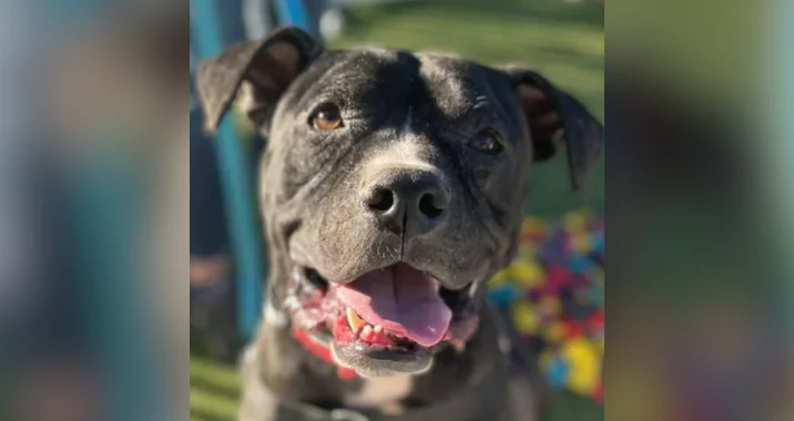 A close-up of a happy black dog with a white patch on its chest, mouth open and tongue out, standing outdoors on green grass at an Adoption Event with colorful toys scattered in the background.