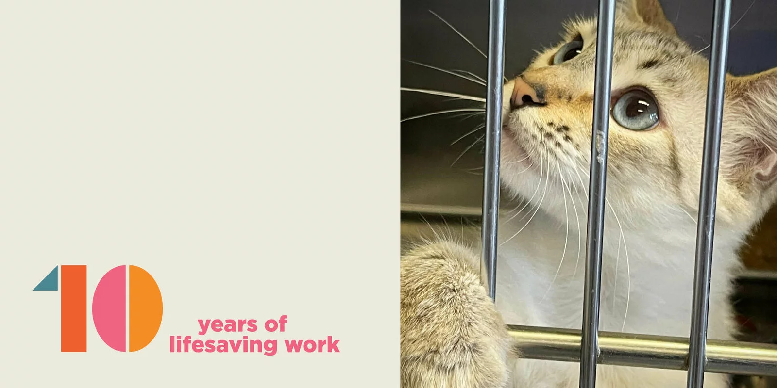 A cat with blue eyes looks up from behind metal bars. On the left, colorful text reads 10 years of lifesaving work against a beige background.