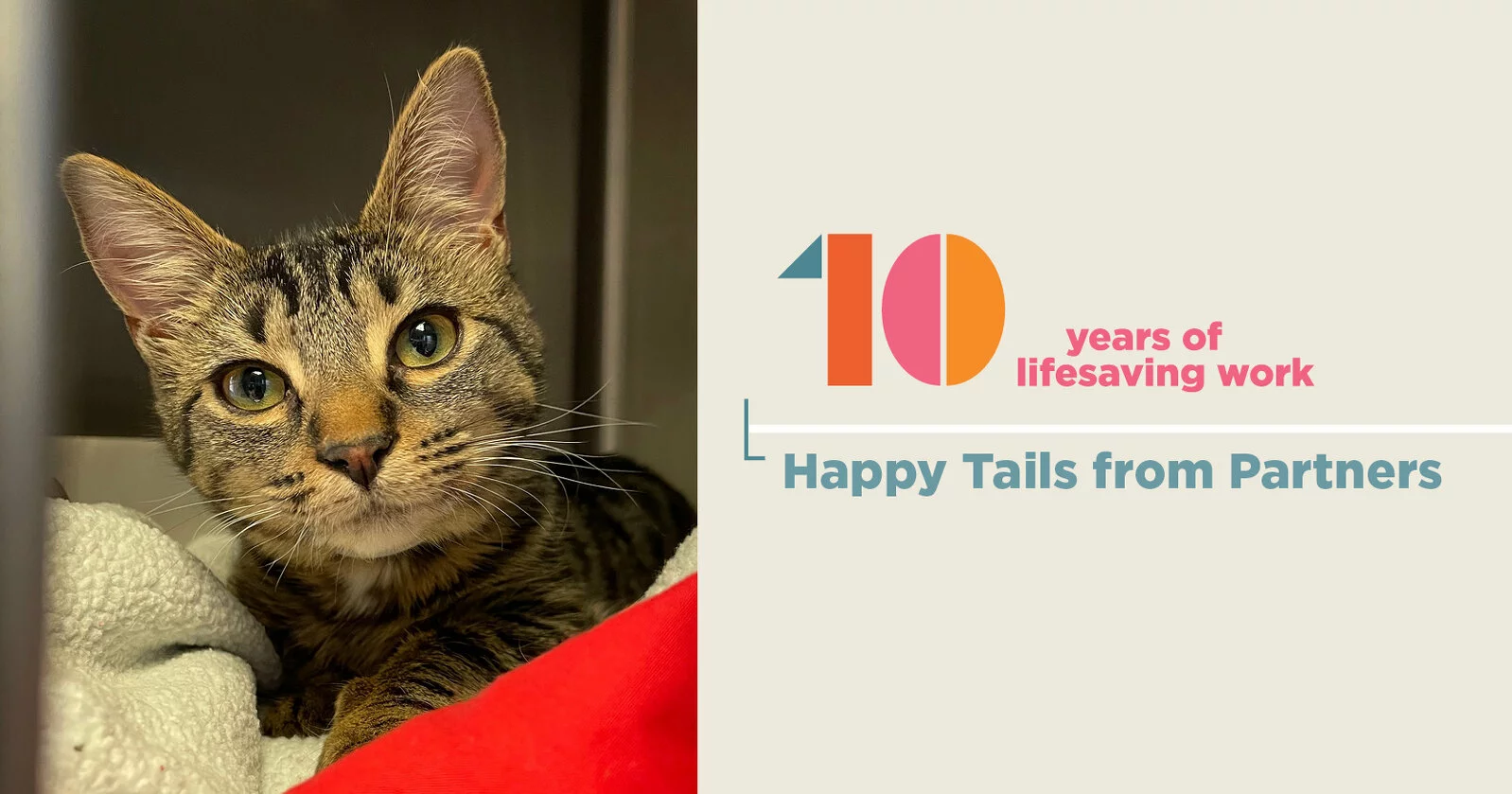 A tabby cat with green eyes lies on a blanket. Next to the cat, there is text that reads, 10 years of lifesaving work. Celebrating Happy Tails from Partners.