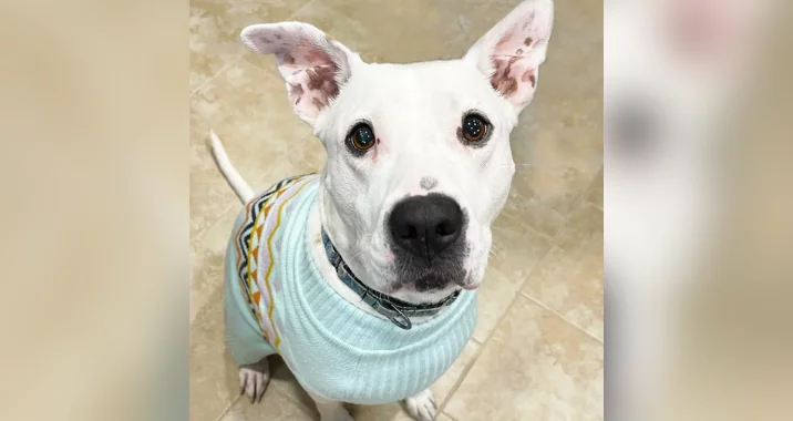 Xyla, a white dog with light brown spots on her ears, sits indoors on a tiled floor, wearing a light blue sweater with a colorful pattern. She looks up with alert, expressive eyes and upright ears.