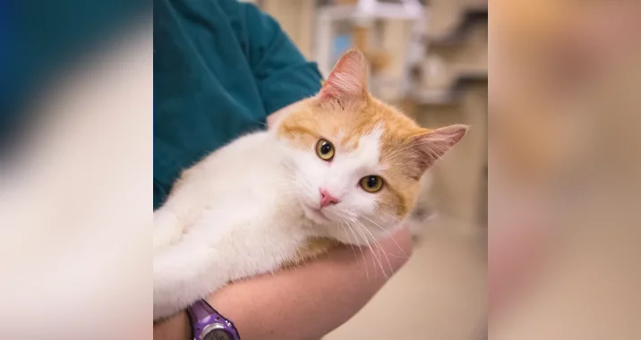 A person wearing a teal shirt and purple watch is holding a white and orange cat. The calm cat, up-to-date on vaccines, rests in their arms and looks directly at the camera. The background is softly blurred.