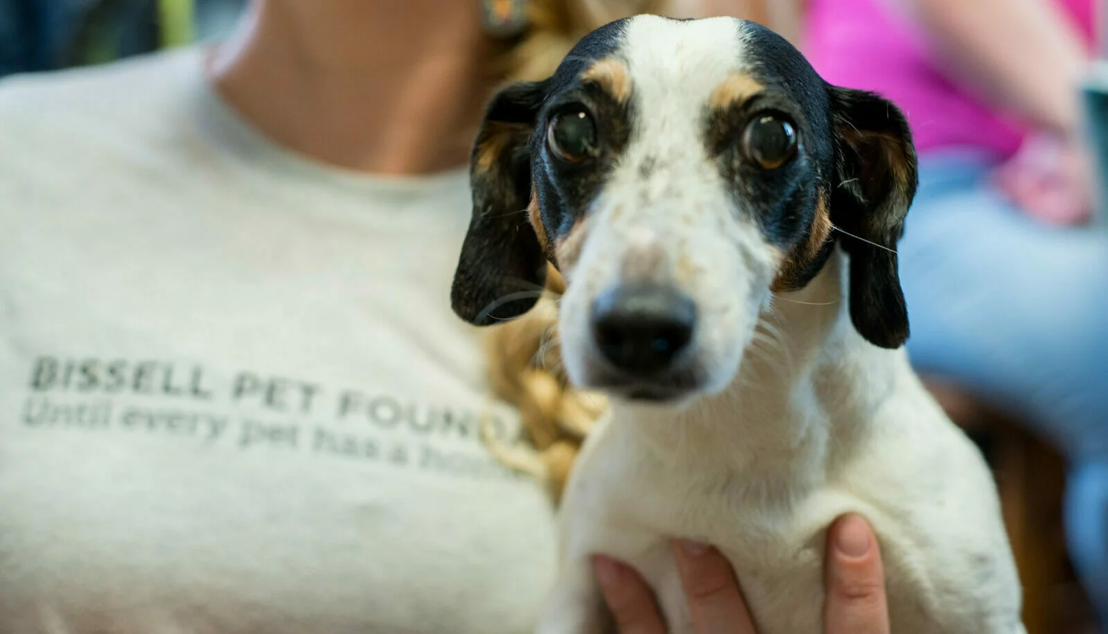 A small black and white dog with big, round eyes is held by a person wearing a shirt that says, BISSELL PET FOUNDATION Until every pet has a home. The background is blurred.