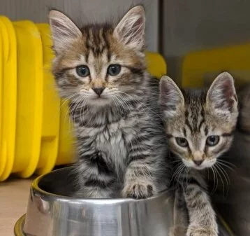 Two tabby kittens with striped fur sit close together; one stands with a paw in a shiny metal bowl, while the other peeks over the edge. Bright yellow containers and a bold 0 label are visible in the background.