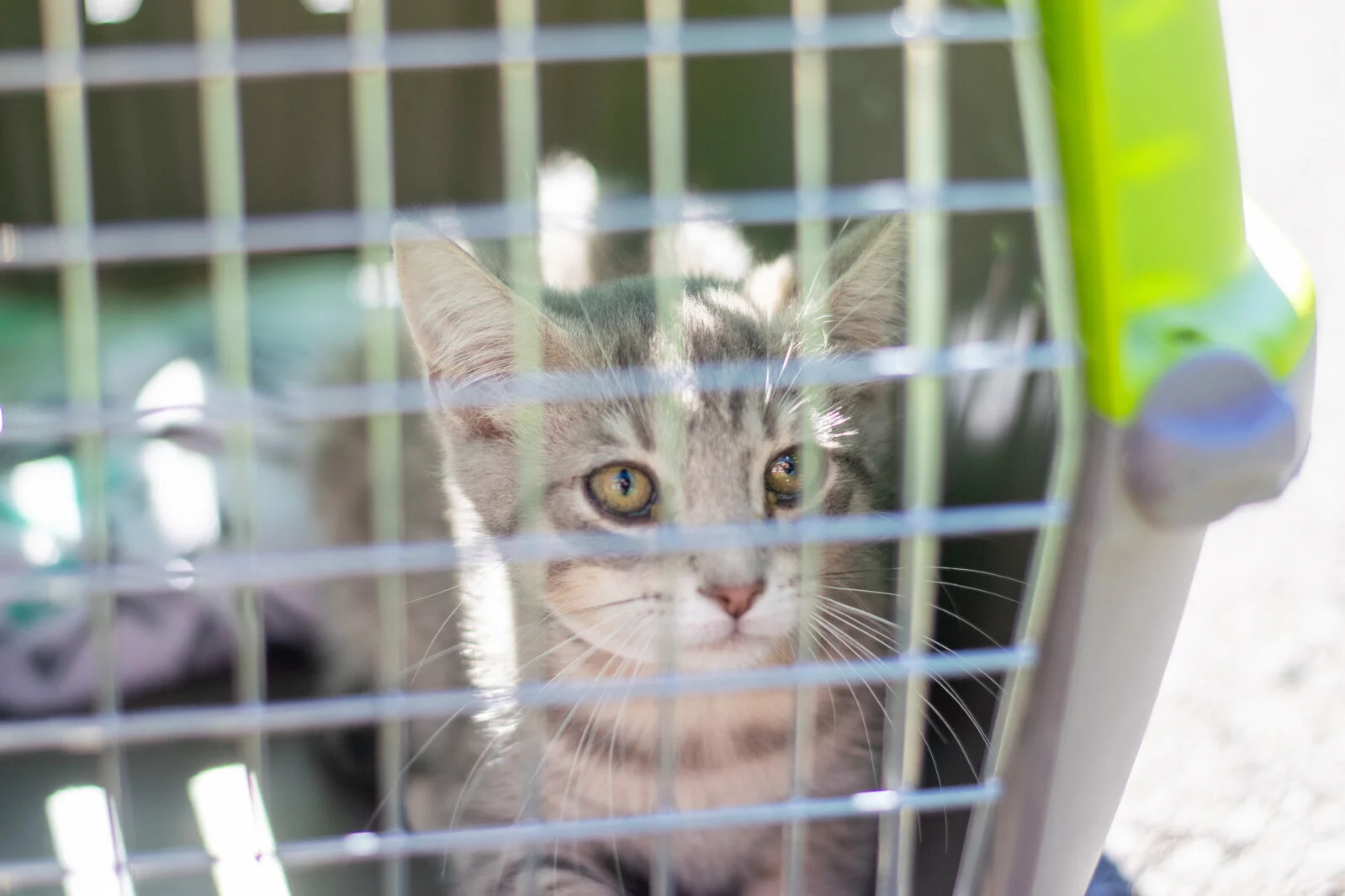 A gray tabby kitten with green eyes sits inside a plastic pet carrier, looking out through the metal bars. Sunlight shines on its face, highlighting its fur and curious expression.