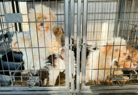 Several small, fluffy dogs with dirty fur are crowded inside metal cages, looking out through the bars. The setting appears confined and uncomfortable for the animals.