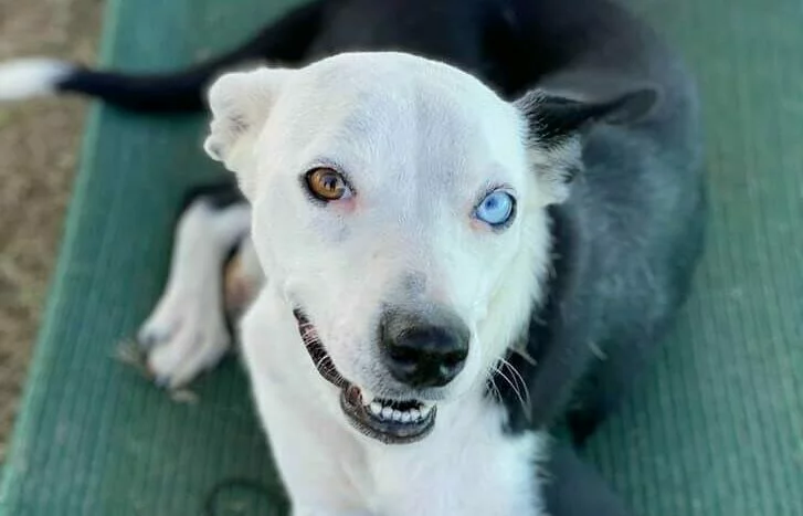 A dog with a white face and mismatched eyes—one brown, one blue—lies on a green mat, looking up with a friendly, open-mouthed expression.