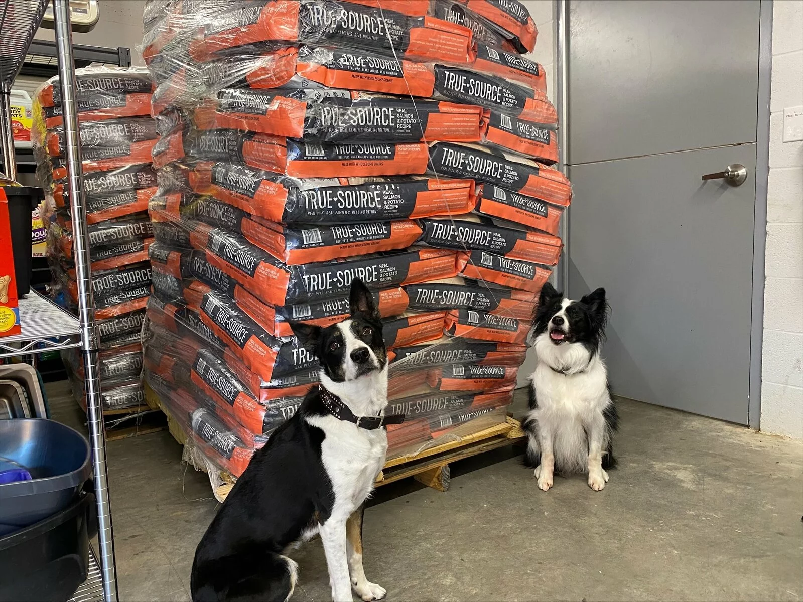 Two black and white dogs sit on a concrete floor in front of a large pallet stacked with bags of dog food labeled True Source inside a storage room.