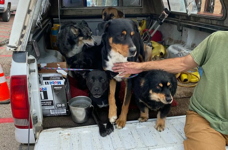 A man in a green shirt sits in the back of a white pickup truck with five dogs of various breeds and colors. Car supplies and a metal bowl are also visible in the truck bed.