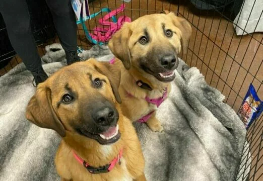Two tan dogs with dark muzzles and pink harnesses sit on a gray blanket inside a metal pen, looking up and smiling. A persons legs are visible in the background.