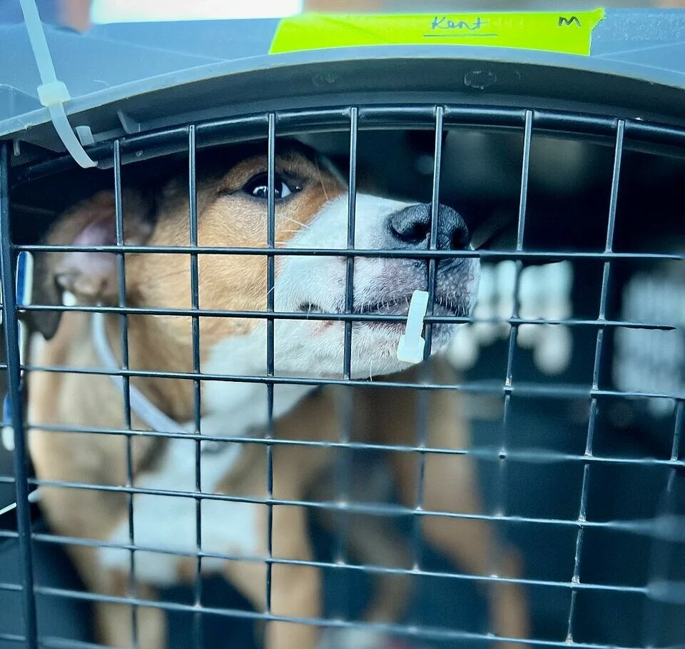 A brown and white dog looks out through the metal bars of a crate, with its nose and mouth pressed against the gate. There is a yellow label on top of the crate. The background is blurred.