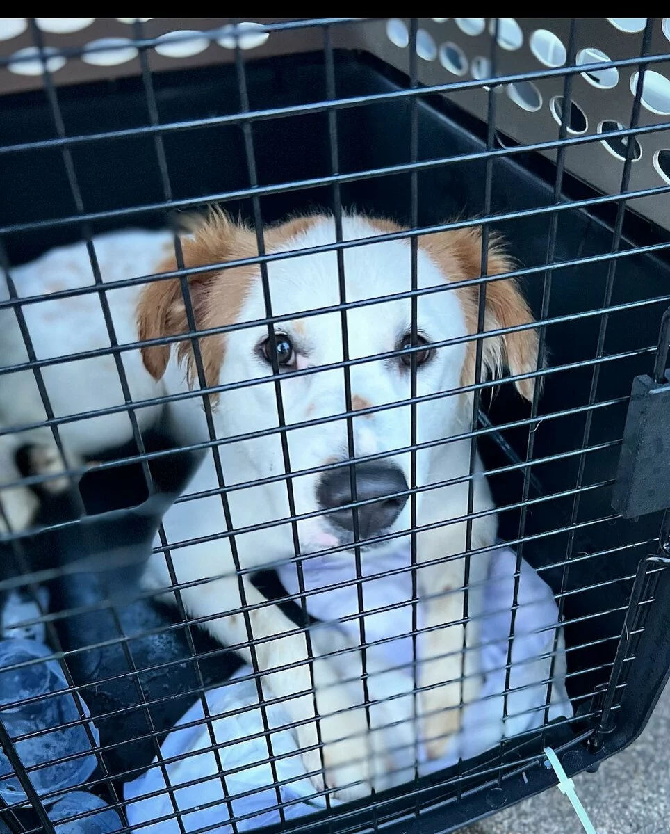 A white dog with brown ears looks up from inside a black metal crate, lying on a blanket. The dogs expression appears calm and curious.
