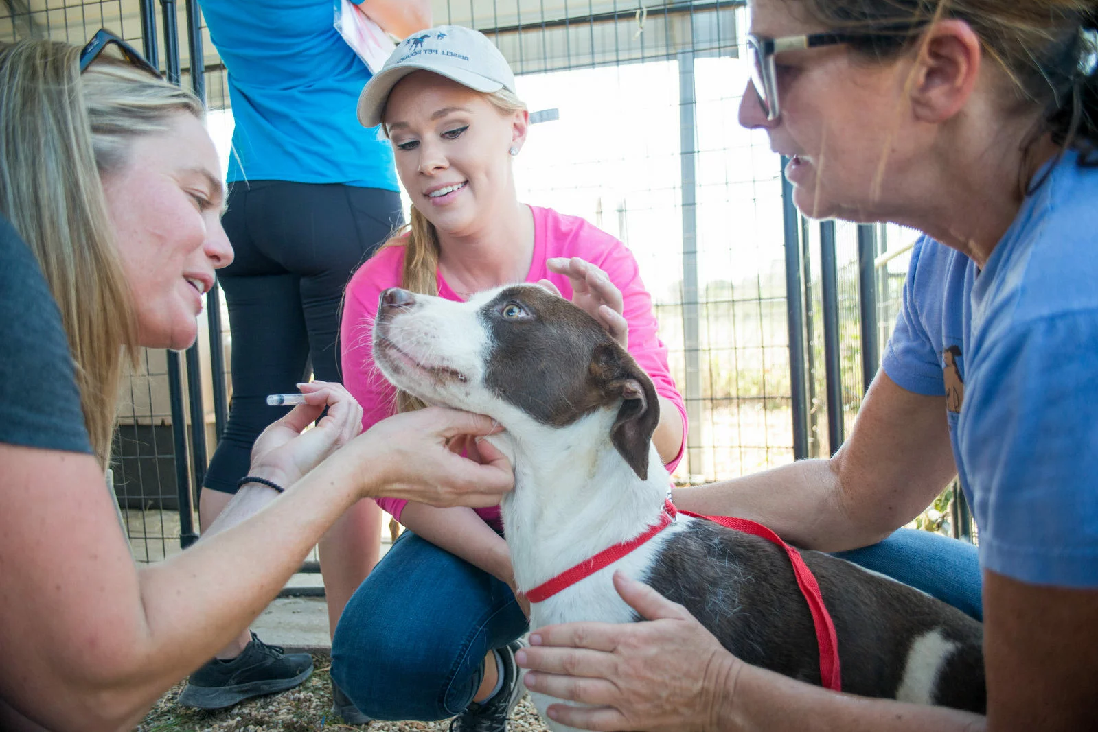 Three women kneel beside a brown and white dog with a red leash, gently holding it still while one woman prepares to give it a vaccination shot, inside an outdoor fenced area.