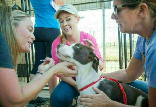 Three women crouch and smile around a brown and white dog wearing a red harness in an outdoor enclosure, gently petting and comforting the dog.