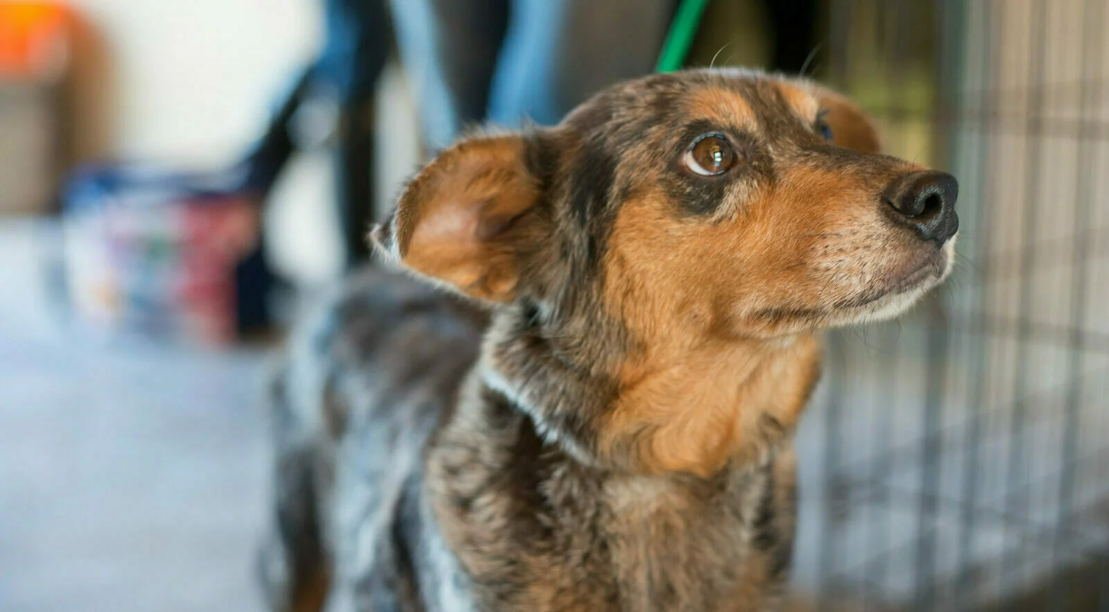 A small, brown and black dog with perked ears looks up attentively while standing indoors near a metal crate. The background is out of focus.