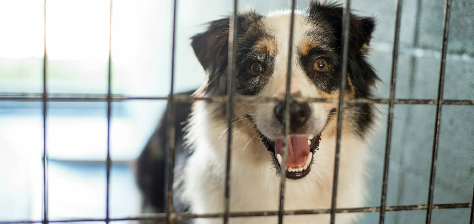 A happy dog with white and brown fur looks through the bars of a metal kennel, mouth open and tongue slightly out, inside an animal shelter.