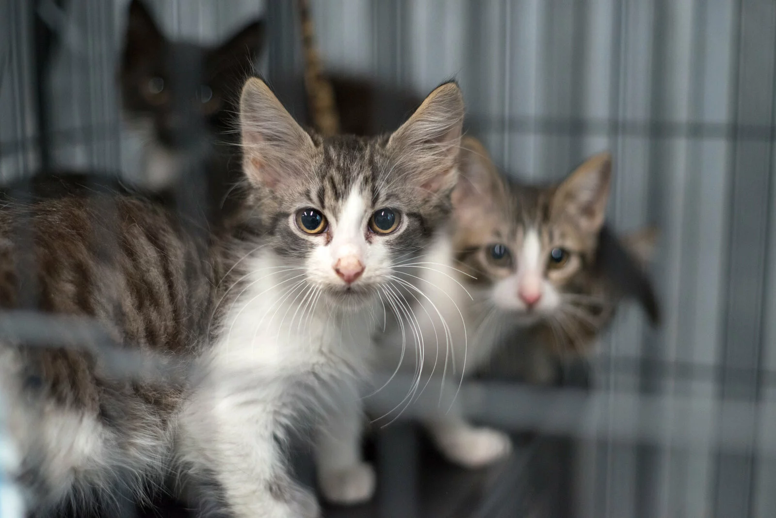 Three young cats with striped fur are inside a metal cage, looking out through the bars. They have large ears and alert expressions, with one cat in the foreground and two slightly blurred in the background.