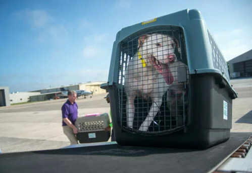A white dog with a yellow collar sits inside a pet carrier on an airport conveyor belt, with a person in the background handling another carrier. Buildings and a clear sky are visible behind them.