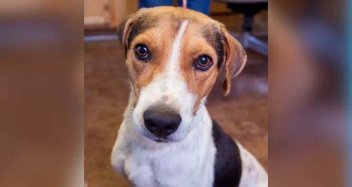 A brown, black, and white dog with a white stripe on its face looks up with large, expressive eyes. Sitting indoors on a brown floor near a person’s legs, this pup reminds us of the importance of poison prevention in our homes.