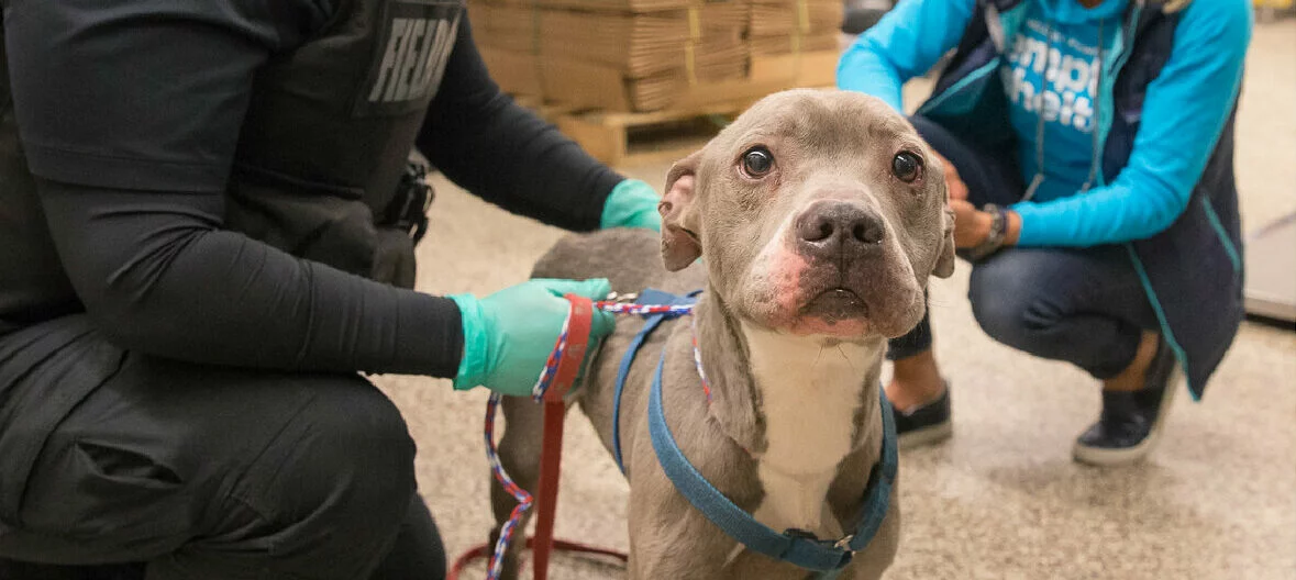 A gray and white dog on a leash stands between two people, one wearing gloves and the other in a blue hoodie, inside a building with cardboard boxes in the background.