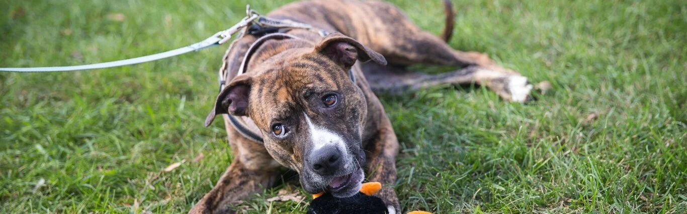 A brown and black brindle dog with a white snout lies on green grass, wearing a harness and leash, chewing on a black plush toy, showing zero interest in anything else around.