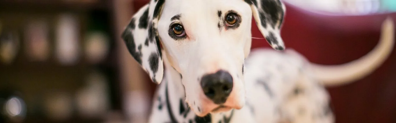 A close-up of a Dalmatian dog with black spots looking directly at the camera, indoors with a softly blurred background.