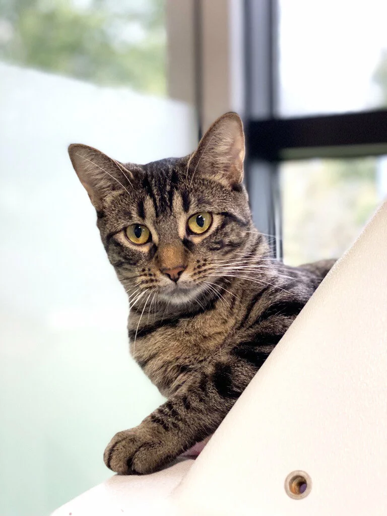 A tabby cat with yellow eyes sits on a white surface, gazing directly at the camera. The background shows a window with blurred outdoor greenery.