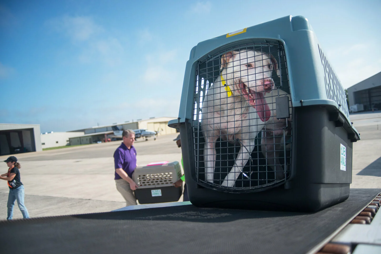 A white dog with a pink tongue is inside a pet carrier on an airport tarmac. Two people are in the background, one carrying another pet carrier, next to hangars and buildings under a blue sky.