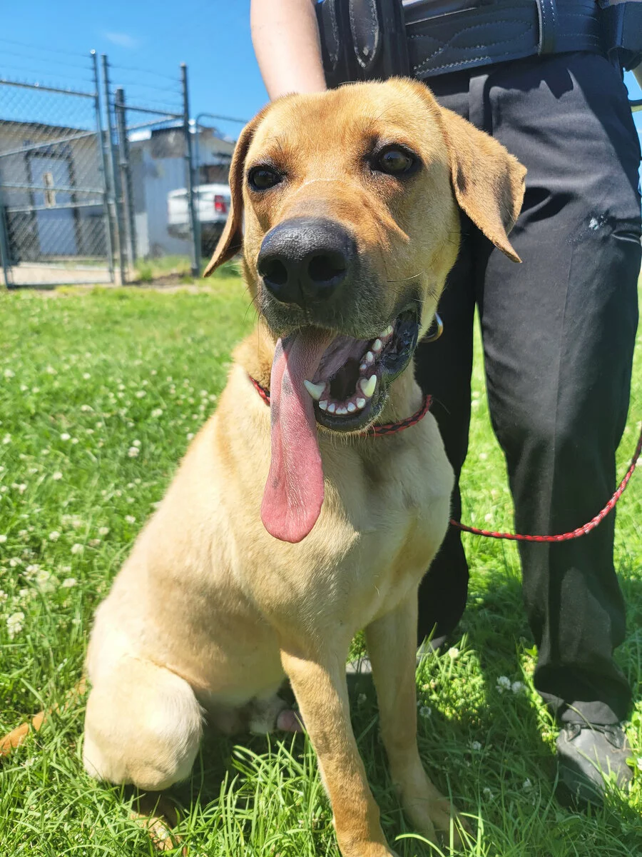 A tan dog with a very long tongue sits on green grass, panting happily. A person in black pants stands behind the dog, holding its red leash. A chain-link fence and buildings are visible in the background.