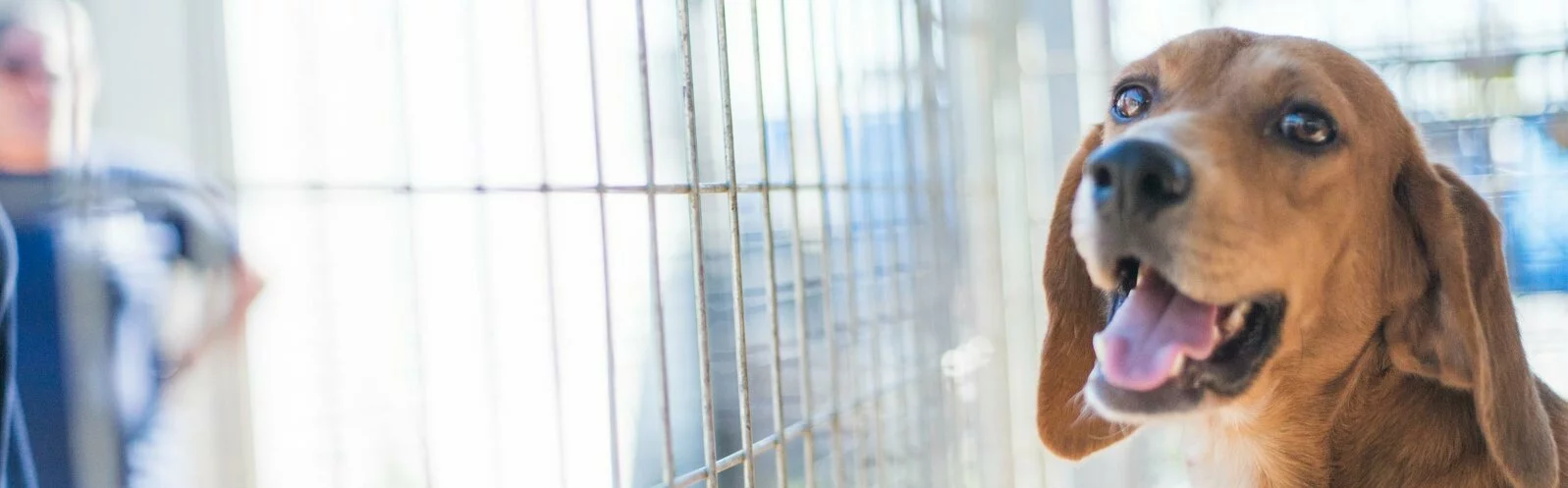 A brown dog with floppy ears and its mouth open, appearing happy, looks through the bars of a kennel. In the background, a person stands outside the enclosure, blurred and out of focus.