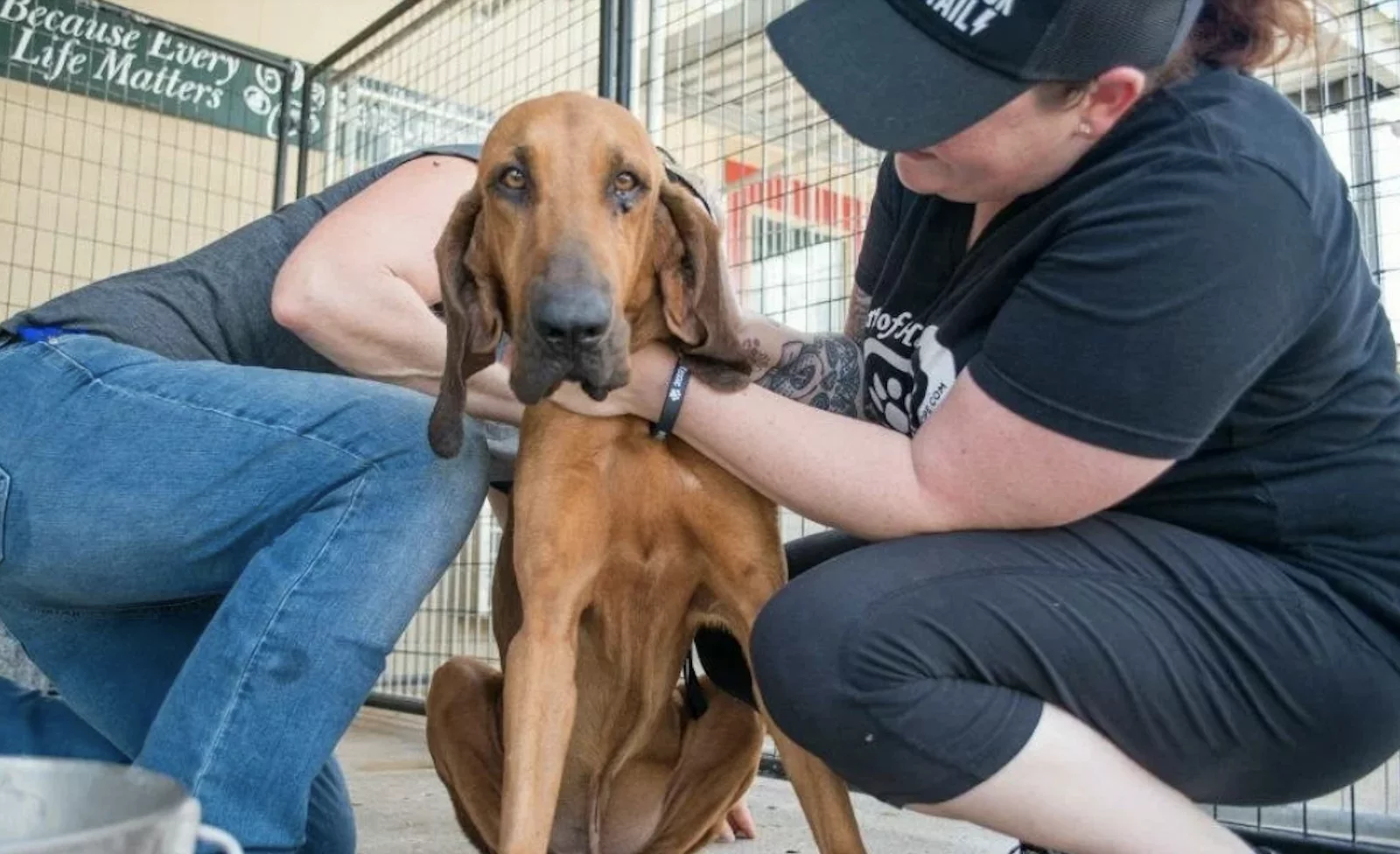Two women gently care for a skinny brown dog in an animal shelter. The dog looks slightly nervous as the women comfort and examine it. A sign in the background reads, Because Every Life Matters.
