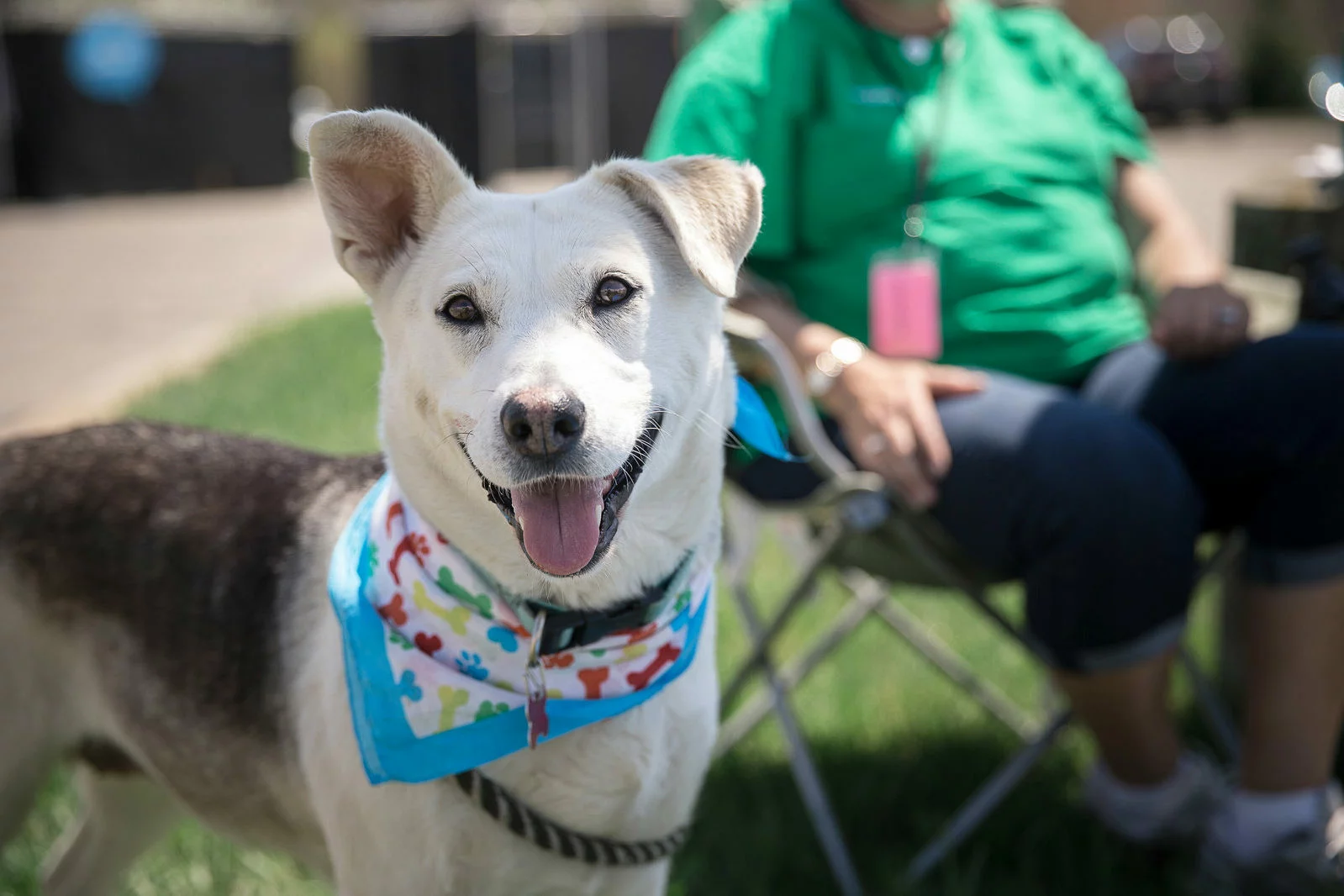 A happy dog with light fur and a colorful bandana stands outdoors on grass, looking at the camera. In the background, a person in a green shirt sits in a folding chair near their 0 camping gear.