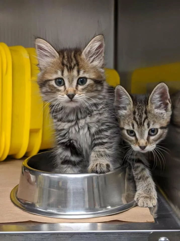 Two tabby kittens are next to a metal food bowl; one kitten is sitting inside the bowl while the other stands beside it. Both have striped fur and are looking toward the camera. Yellow containers are in the background.