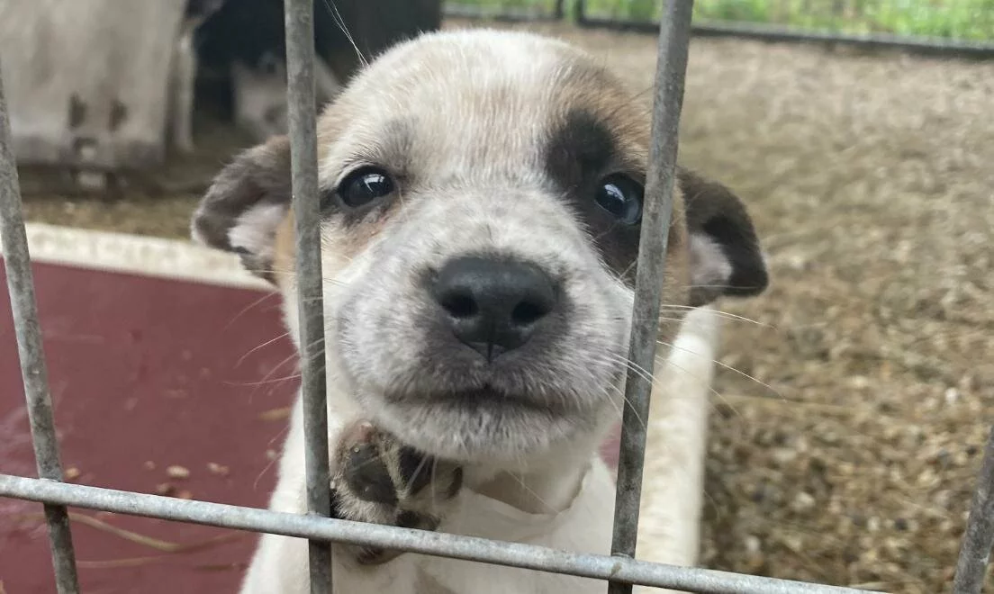 A small puppy with light fur and dark markings looks through the bars of a cage, pressing its nose and paw against the metal, with a curious and hopeful expression.
