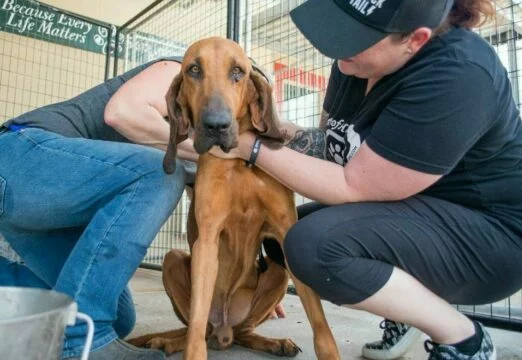 Two people gently care for a thin brown dog sitting on a concrete floor inside a fenced area. A sign in the background reads, Because Every Life Matters.
